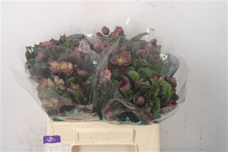 <h4>Hell Mammoth Pink</h4>