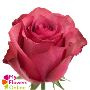 R Gr Lola Hot Pink 50cm EC