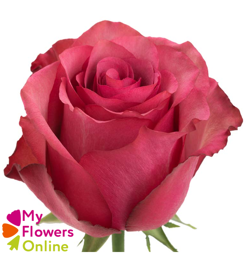 R Gr Lola Hot Pink 50cm EC