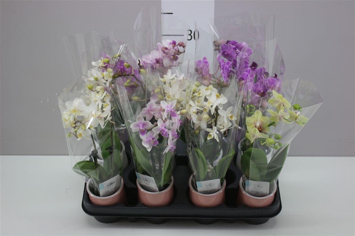 <h4>Phal Mini Mix 2 Tak In Keramiek</h4>