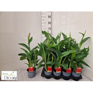 CANNA KRETA