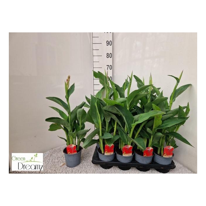 <h4>CANNA KRETA</h4>