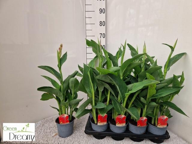 CANNA KRETA