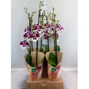 Phalaenopsis  'FC Untold Storie'
