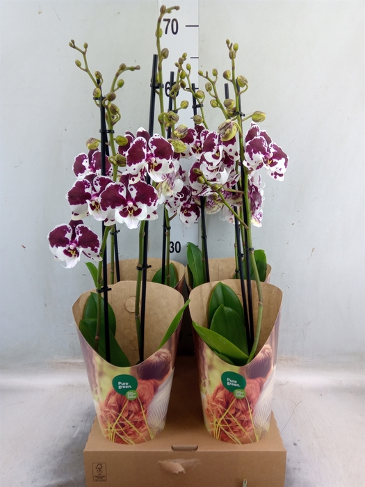 <h4>Phalaenopsis  'FC Untold Storie'</h4>