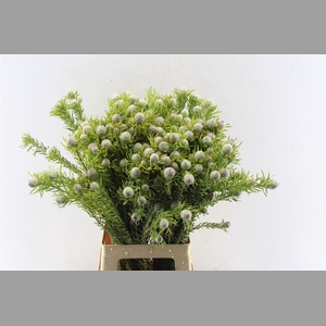 Leucad L Jade Pearl Spray