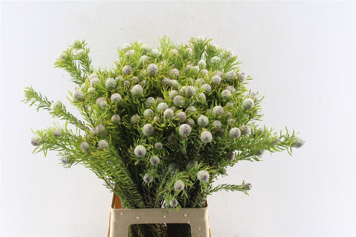 <h4>Leucad L Jade Pearl Spray</h4>