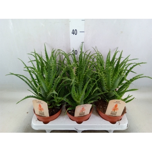 Aloe arborescens