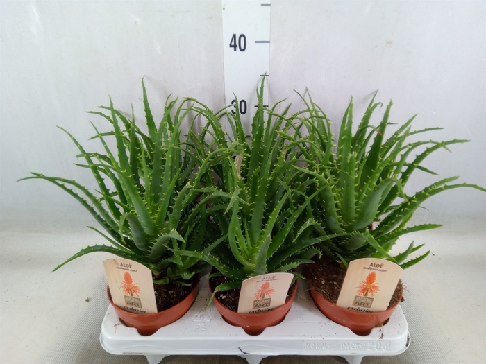 <h4>Aloe arborescens</h4>