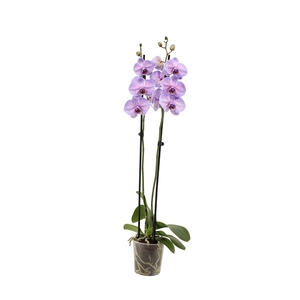 Phal I Am Purple Heart 2T14+