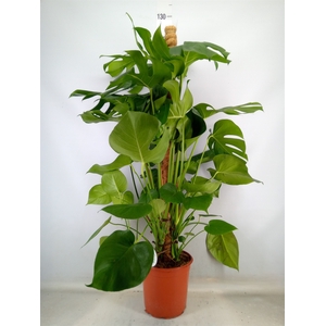 Monstera delic.