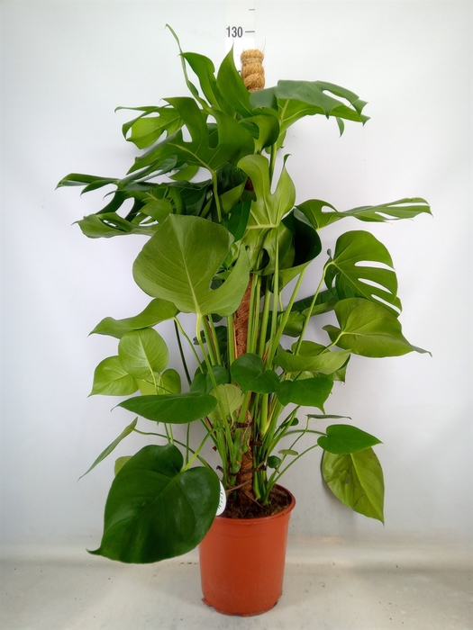 <h4>Monstera delic.</h4>