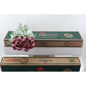Di St Perfect Box