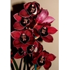 Cymbidium 8/11 Red Bl pst