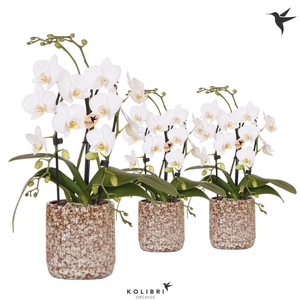 Kolibri Orchids Phalaenopsis Cascade Niagara Fall white 2 spike in Jaguar pot