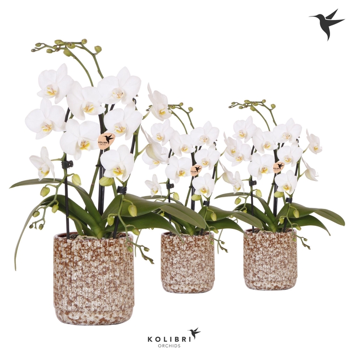 <h4>Kolibri Orchids Phalaenopsis Cascade Niagara Fall white 2 spike in Jaguar pot</h4>