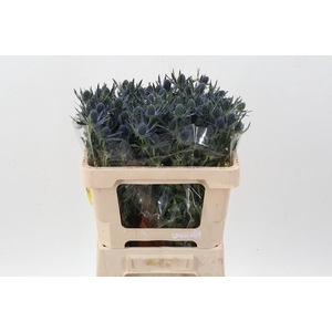 Eryn Mag Blue Lagoon 50cm