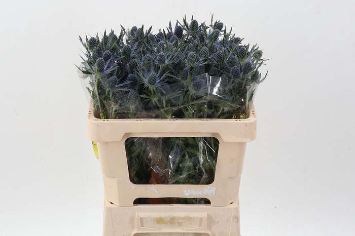 <h4>Eryn Mag Blue Lagoon 50cm</h4>