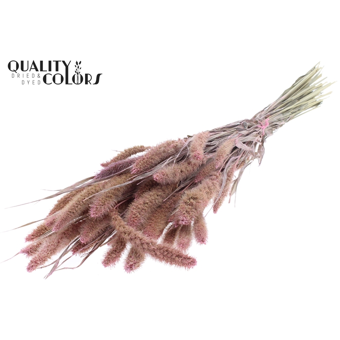 <h4>Setaria per bunch Pearl Pink</h4>