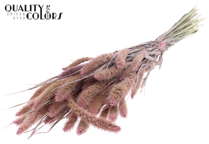 Setaria per bunch Pearl Pink
