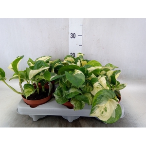 Epipremnum   ...