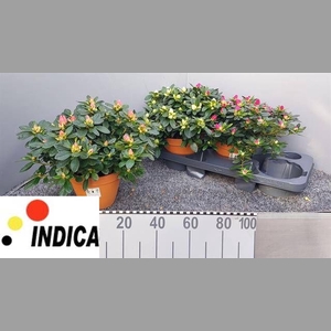 RHODO SI GEM 3 SRT