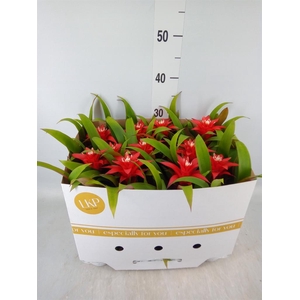 Guzmania  'Confetti'