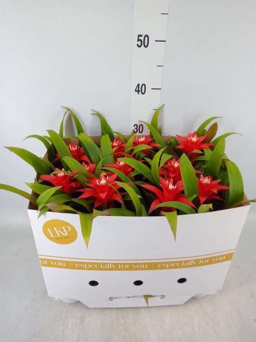 <h4>Guzmania  'Confetti'</h4>
