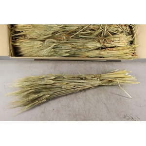 DF Hordeum (Gerst) Bs