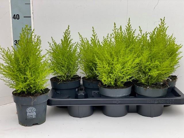 <h4>CUPR MA GOLDC WILMA</h4>