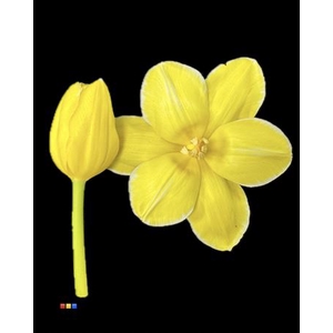 Tulp Yellow