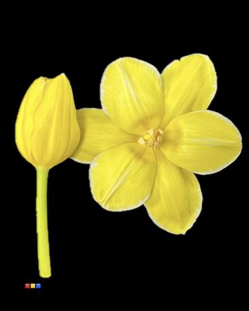 <h4>Tulp Yellow</h4>