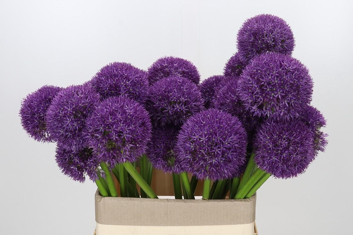 <h4>Allium Grootbloemig</h4>