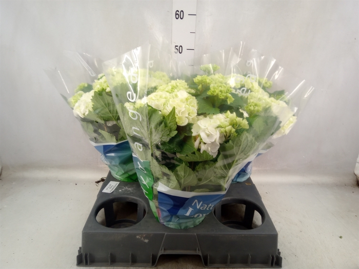 <h4>Hydrangea mac. 'Wudu'</h4>