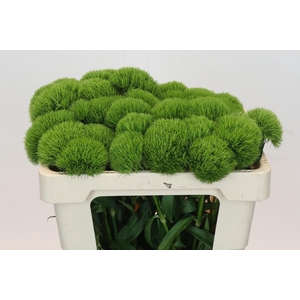 Dianthus Br Kiwi Mellow