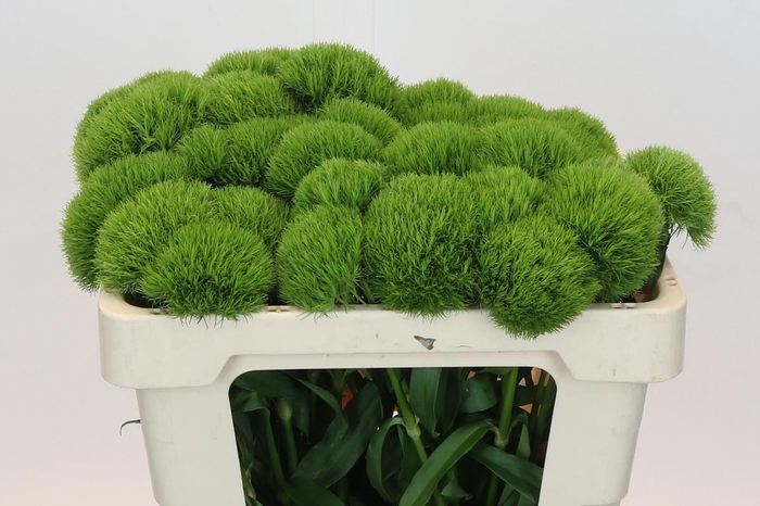 <h4>Dianthus Br Kiwi Mellow</h4>