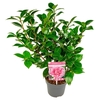 Camellia japonica