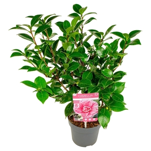 Camellia japonica