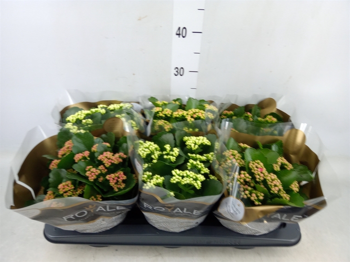 <h4>Kalanchoe blos. 'RoyalDon'   ..mix</h4>