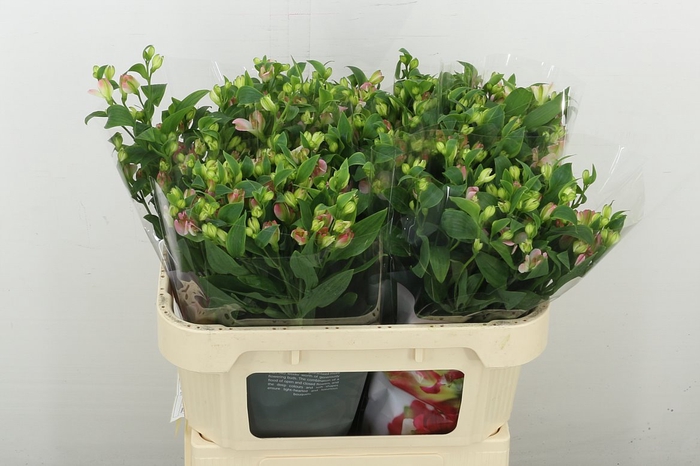 <h4>Alstr Flor Charmelia Pink</h4>