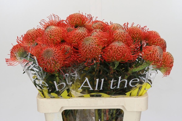 <h4>Nutans Succession</h4>