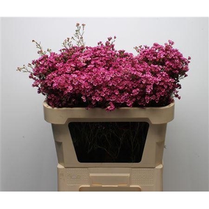 Chamelauc Early Purple