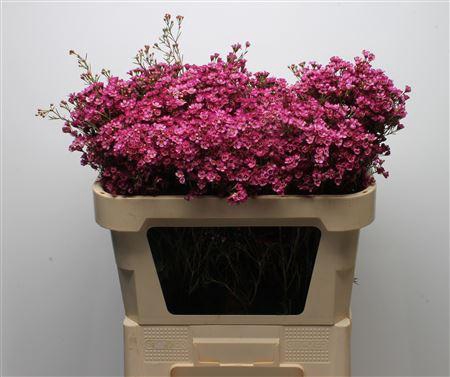 <h4>Chamelauc Early Purple</h4>