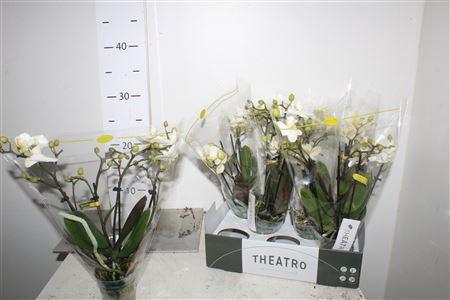Phal Mf Theathro Wit 4 Branches 20+
