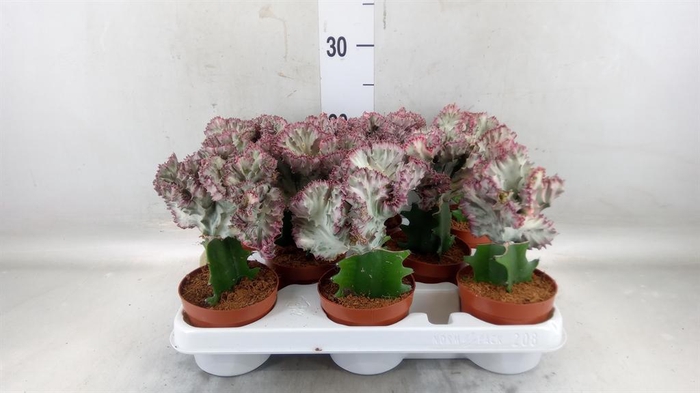 <h4>Euphorbia lactea</h4>