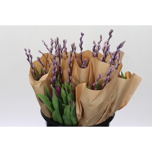 BQ Tulp Salix Lavender