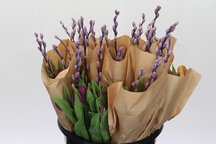 <h4>Bq Tulp Salix Lavender Promo</h4>