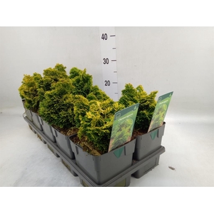 Chamaecyparis obt. 'Aurora'