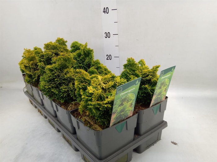 <h4>Chamaecyparis obt. 'Aurora'</h4>