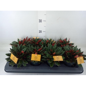 Peperomia caperata 'Rosso'